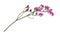 Twig of pink limonium flowers isolated