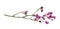 Twig of pink limonium flowers isolated