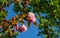 Twig Prunus `Kanzan` Prunus serrulata with pink flowers in spring garden