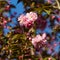 Twig Prunus `Kanzan` Prunus serrulata with pink flowers in spring garden. Japanese cherry flowers as wallpaper background