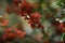 Twig of quince with flowers