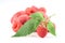 Twig of raspberry and raspberries isolated white b