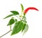 Twig with red green chili pepper flower and leaves