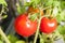 Twig of red, small tomato delicious for salads; horizontal photo,