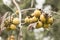 A twig with the ripened fruits of a hairy green persimmon tree