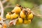 A twig with the ripened fruits of a treehairy green date tree