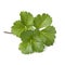 Twig of Scots Lovage plant on white background