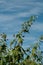 A twig of a sida hermaphrodita plant with white flowers