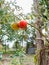 Twig with tomato fruits in rural vegetable garden