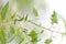 Twig of tomato plant with buds flowers