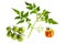 Twig of tomato plant with flowers and green cherry tomatoes on b