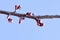 A twig of a tree with barely blossoming buds against the sky