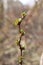 Twig on a tree beginning to bud with leaves and flowers