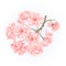 Twig tree sakura blossoms vintage vector