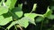 Twig tulip-tree dew drops