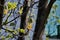 Twig with unopened flower bud and young hairy green leaves of the tree horse chestnut in spring