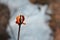 Twig with weathered leaf on melting snow and weathered dry grass background