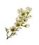 Twig of white chamelaucium flowers isolated