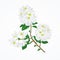 Twig white rhododendron mountain shrub vintage vector