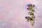 Twig of wild forested lungwort on colorful trendy painted pink-lilac textured background.