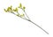 Twig of yellow limonium flowers isolated