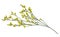 Twig of yellow limonium flowers isolated