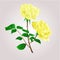 Twig yellow roses vector