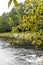 Twig with yellowing autumn leaves over city pond