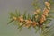 Twig of yew with male flowers. Taxus-baccata