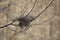 Twiggy Nest With Leaves in Winter Against a Brown and Grey Background