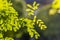 Twigs of acacia with young green carved leaves in spring on a blurred background in a park