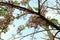 Twigs with beautiful pink flowers, sky background on bright days