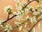 Twigs with blackthorn flowers