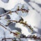 Twigs of blooming cherry plum covered with suddenly fallen snow close-up