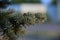 Twigs of blue spruce on a blurred background of an urban environment.