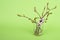 Twigs with buds on a green background. Tree branches in a vase. Small twigs of fresh green leaves in a glass vase. A branch of