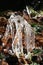 Twigs encased in ice on the west highland way Scotland