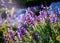 Twigs flowering sage in the forest illuminated by the rays of the sun