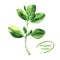 Twigs of fresh oregano, green leaves, isolated, marjoram, spicy ingredient, organic food concept, hand drawn watercolor