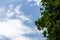 Twigs green tree on blue sky background.