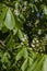 Twigs with green young leaves and unblown flowers   chestnut by the sun