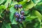 The twigs of a group of fresh black ripe shadberry berries on a bush with bright green leaves