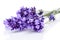 Twigs lavender in closeup