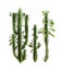 Twigs with leaves Euphorbia trigona  African milk tree, cathedral cactus, Abyssinian euphorbia, high chaparall  on a white