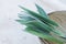 Twigs leaves of freshly picked sage in coconut bowl on white stone background. Culinary medicinal herbs essential oil wellness