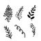Twigs, leaves. Isolated graceful plants for design. Set of black vector illustrations on a white background