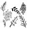 Twigs, leaves. Isolated graceful plants for design. Set of black vector illustrations on a white background.