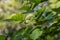 Twigs of linden tree with young green carved leaves and white flowers in spring on a blurred background in a park