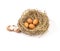 Twigs nest with brown chicken eggs with broken and empty shell e