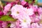 Twigs of ornamental cherries, red and pink flowers.